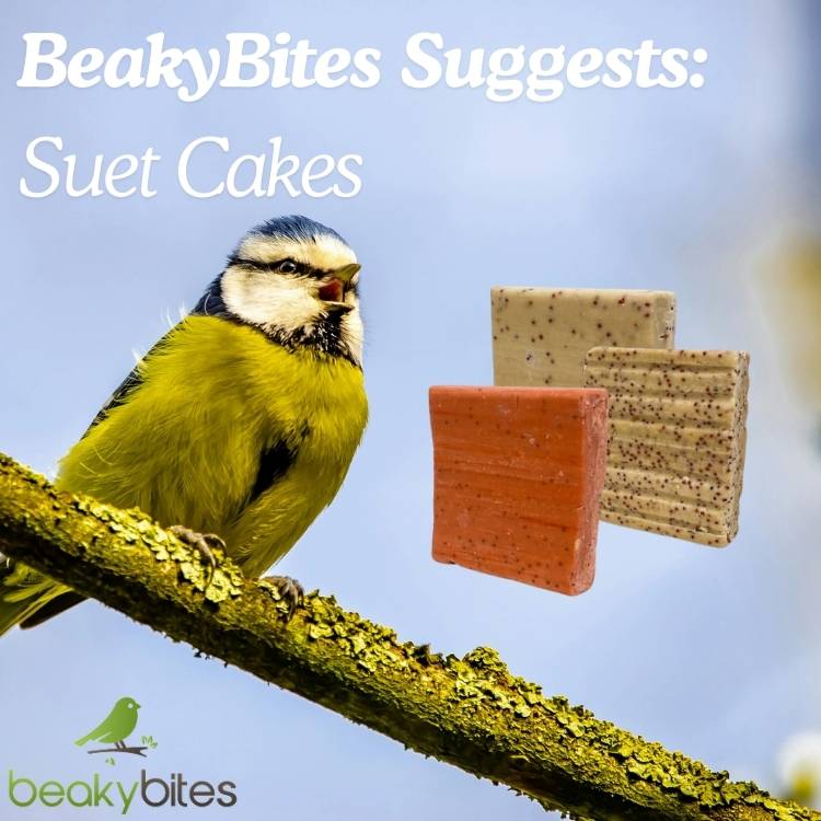 Beaky Bites suggests Suet cakes